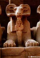 Ram-headed sphinx, photo by Millmore