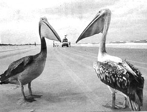 pelicans on the road