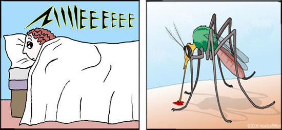 Augustine and Paris mosquitoes