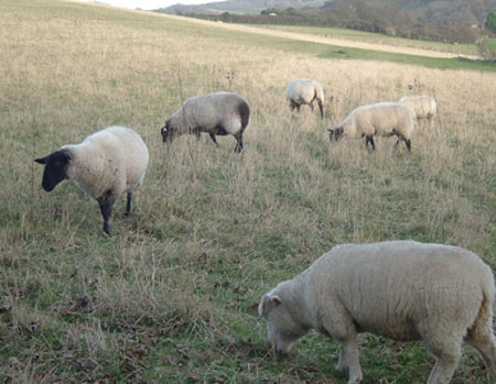 Sheep on the Isle of Wight